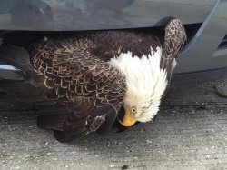 Bald Eagle Accident Meme Template