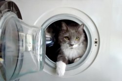 Cat in a Washing Machine Meme Template