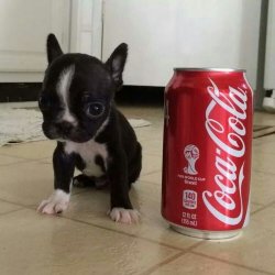 Boston Terrier Pup Coke Meme Template