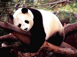 panda sleeping Meme Template