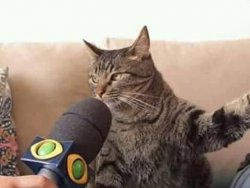 Microphone cat Meme Template