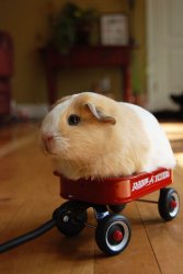 Guinea Pig in wagon  Meme Template