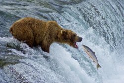 Bear catching salmon Meme Template