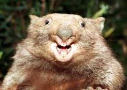 Happy Wombat Meme Template