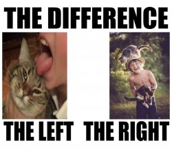 the difference of pussies Meme Template