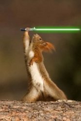 Jedi Squirell Meme Template