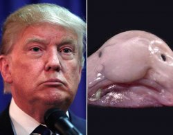 Donald Trump Vs Blobdish Meme Template