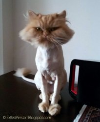 Shaved Pussy Cat Meme Template