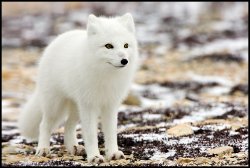 Arctic Fox Surprise Meme Template