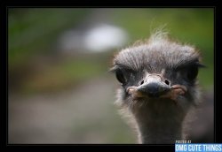 Disapproving ostrich  Meme Template