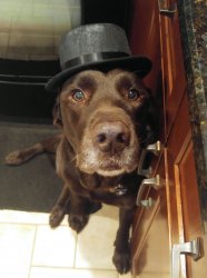 Chuckie the Chocolate Lab  Meme Template