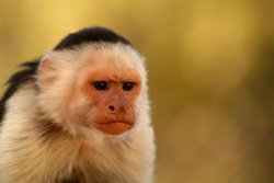 Capuchin Meme Template