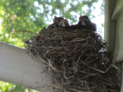 Baby birds feeding Meme Template