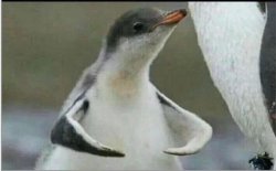 Penguin flexing Meme Template
