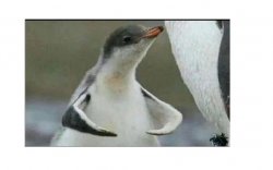 Penguin Flexing Meme Template