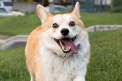 Crazy Corgi Meme Template