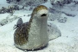 Larry the Sea Cucumber Meme Template