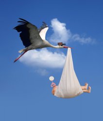 Stork, NATALISM, babies  Meme Template