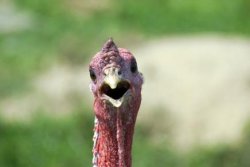 shocked turkey Meme Template