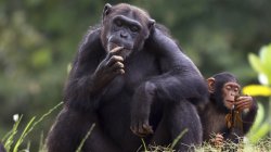 female chimp thinking Meme Template