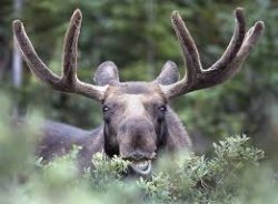 moose Meme Template