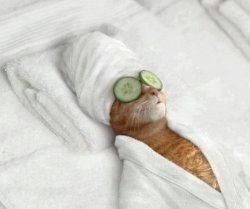 spa cat Meme Template