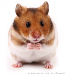 Hamster do Link Meme Template