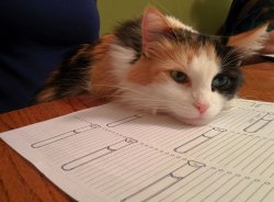 D&D Cat Meme Template