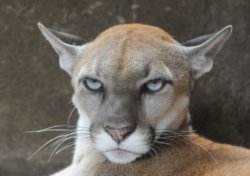 Annoyed Puma Meme Template