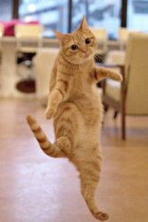 Dancing Cat Meme Template