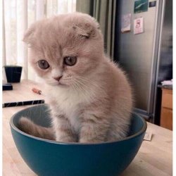 sad Kitten in Food Bowl Meme Template