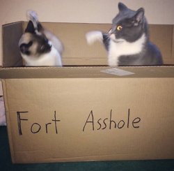 fort asshole Meme Template