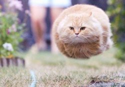 The flying cat Meme Template