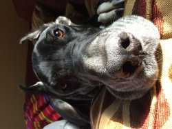 Ajax the Great Dane Meme Template