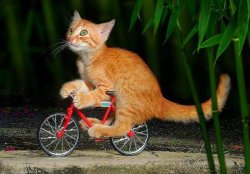 Cat Riding Bike Meme Template