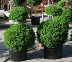 X, X Everywhere Meme Template