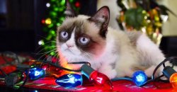 Grumpy Cat Christmas Lights Meme Template