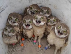 Awkward Owls Meme Template