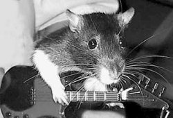 Rat Guitar Meme Template