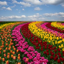 tulips Meme Template