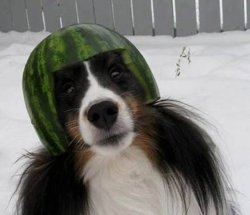 Melon Collie Meme Template