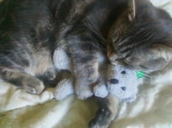 Cute Kitty Cuddles Favorite Toy Meme Template