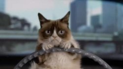 Grumpy cat driving Meme Template