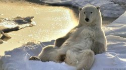 Polar Bear Relaxing Meme Template