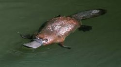 Platypus Meme Template