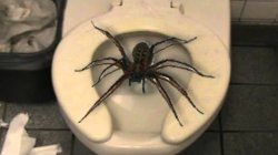 Toilet spider  Meme Template