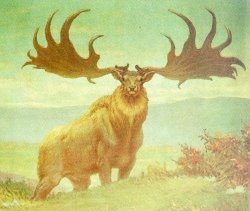 Boi Elk Meme Template