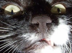 Scary Cat Extreme Closeup Meme Template