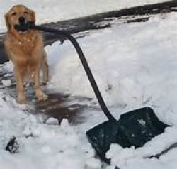 Dog shoveling Meme Template
