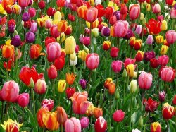 tulips Meme Template